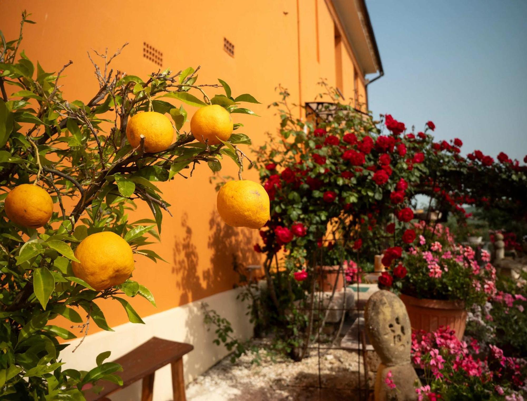 B&B Aesis La Dolce Collina Iesi Bagian luar foto